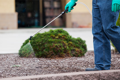 Why Post-Emergent Herbicides Fail | Ewing T&O Tech Tips - Ewing